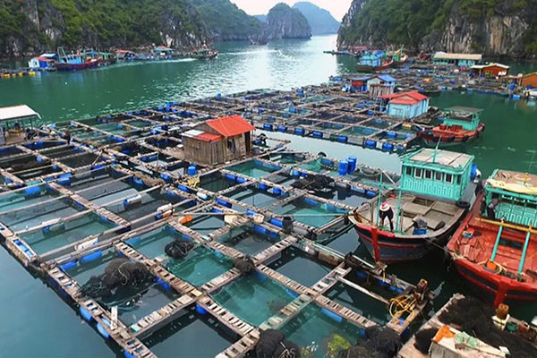 Vietnam issues national plan on aquaculture development for 2021-2030