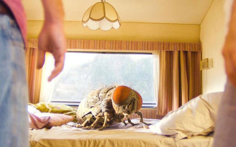 French films to be screened free in Ho Chi Minh City