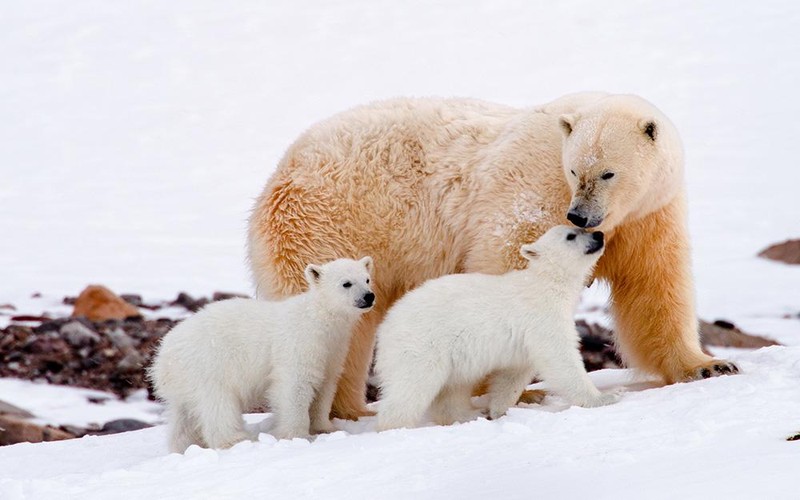Nature film festival in Vietnam