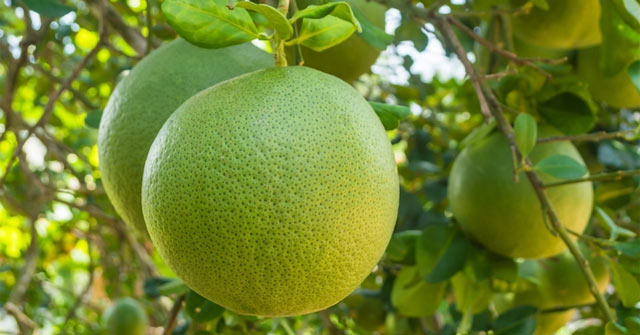Great potential for Vietnam s pomelo export