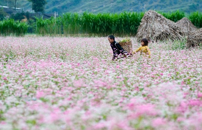 Buckwheat Flower Festival to take place in Ha Giang province in late November