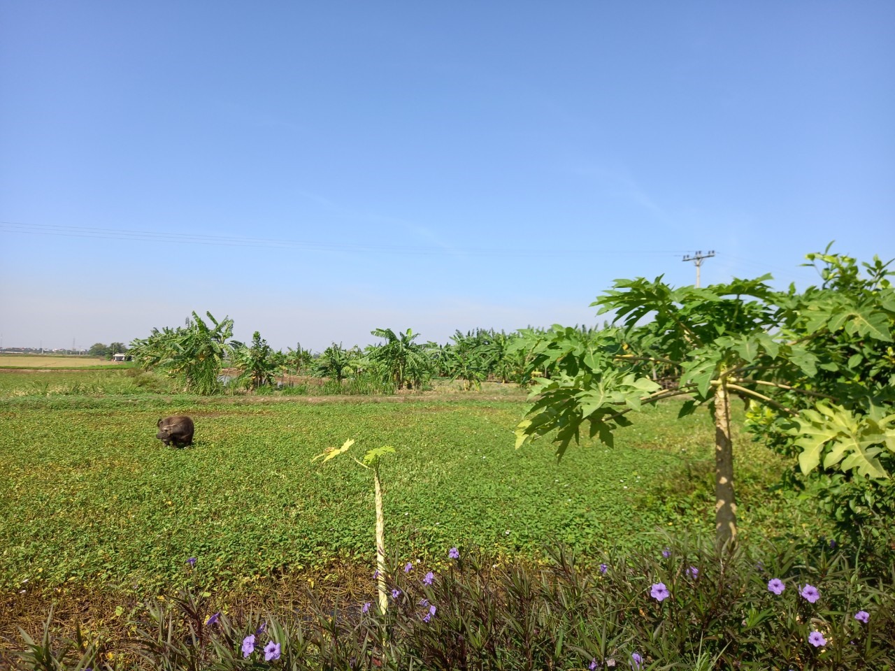 Northern province invests over 128 billion VND in growing garlic