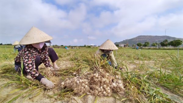 Bac Ninh announces 2 garlic growing projects