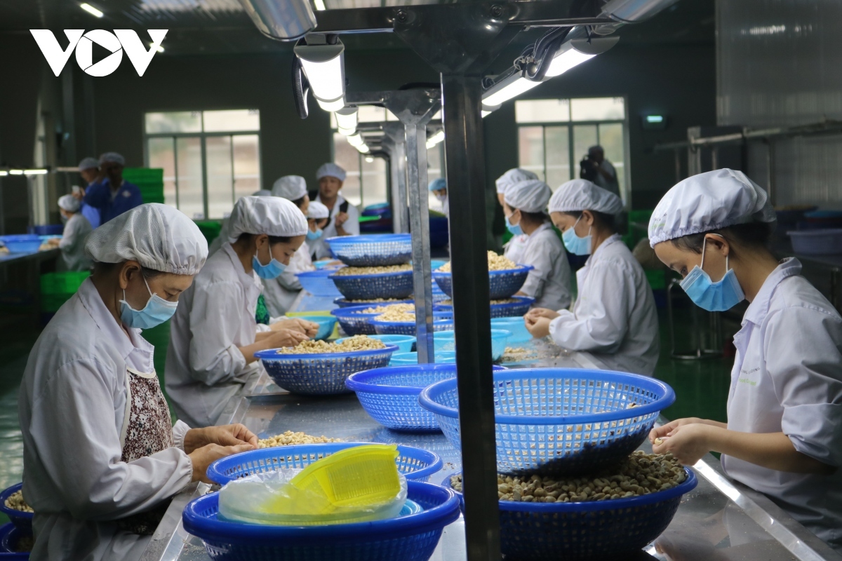 Country earns 2 29 billion USD from cashew nuts export in nine months