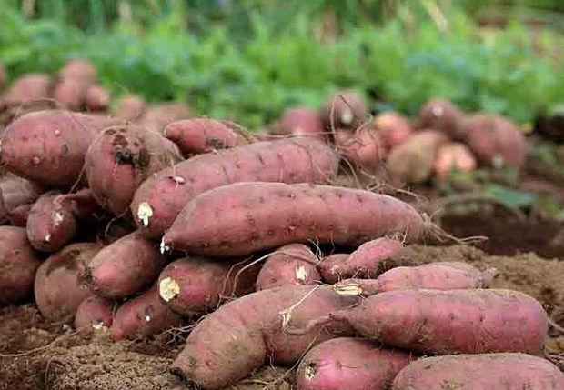 China is considering the import of Vietnam’s sweet potato via official channels