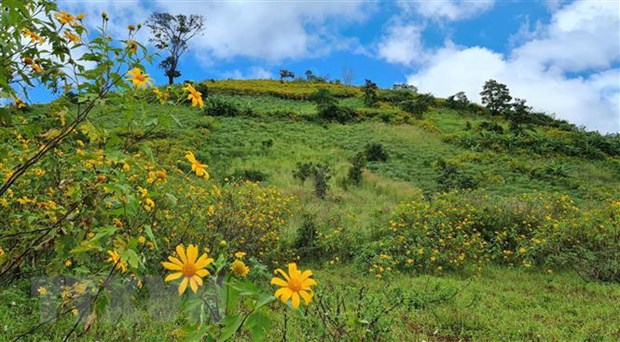Wild sunflower week - Chu Dang Ya Volcano to take place in November