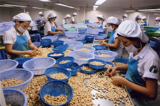 Potential for investment cooperation in cashew industry between Vietnam and West African market