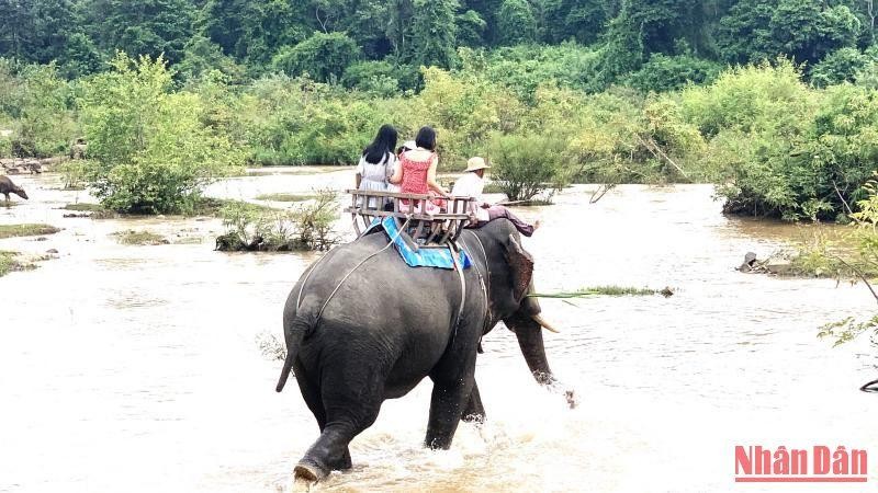 Dak Lak transforms elephant-riding into elephant-friendly tourism model