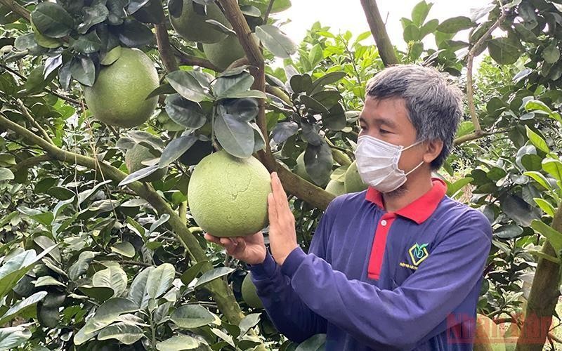 New Zealand gives green light to exports of lemons and pomelos from Vietnam