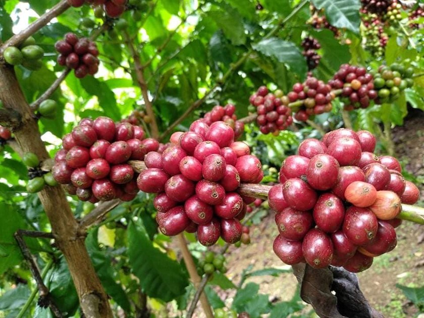 Coffee exhibition to take place in HCM City on Dec 17-18