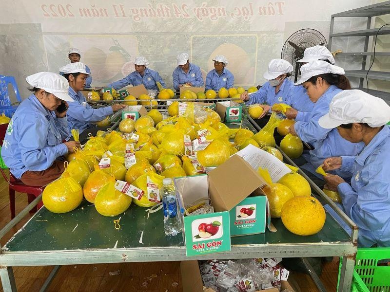Hoa Binh exports red-flesh grapefruits to UK for the first time