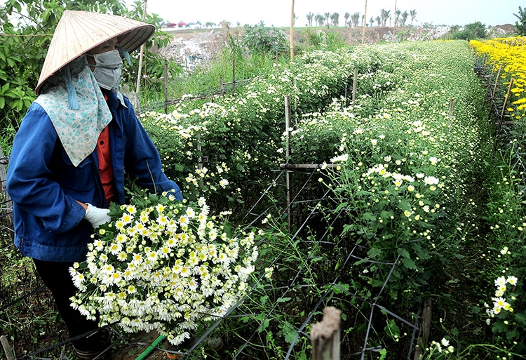 Gentle season of bellis perennis in early winter