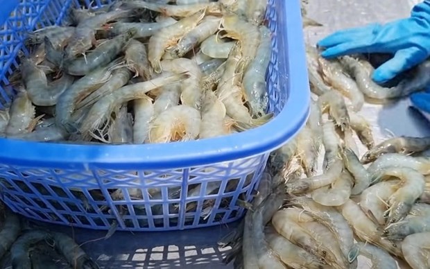 Vietnam named among leading sources of seafood supply for US