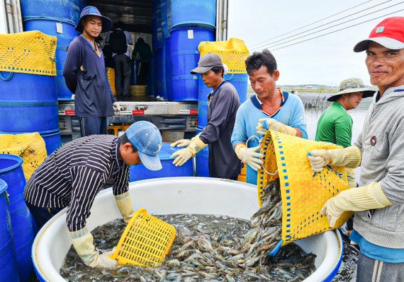 Soc Trang earns over 1 billion USD from seafood exports for second consecutive year