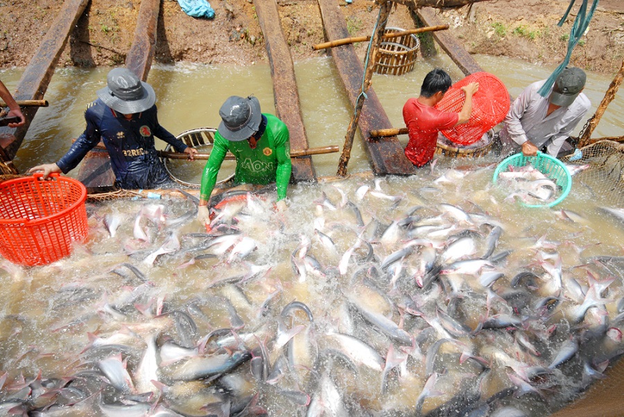 Pangasius exports set a record of USD2 4 - 2 5 billion