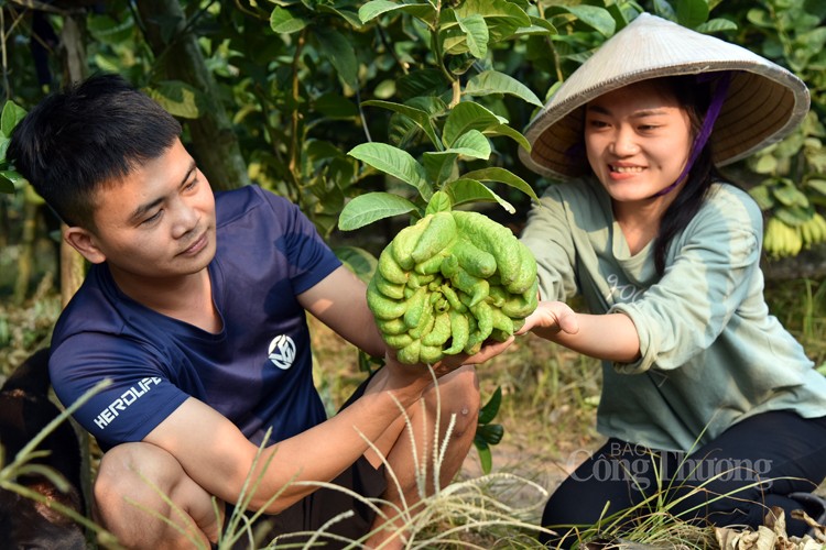 Buddha s hand fruits ready to serve lunar New Year