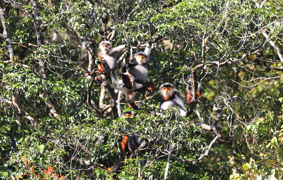 Natural Bach Ma Mountain