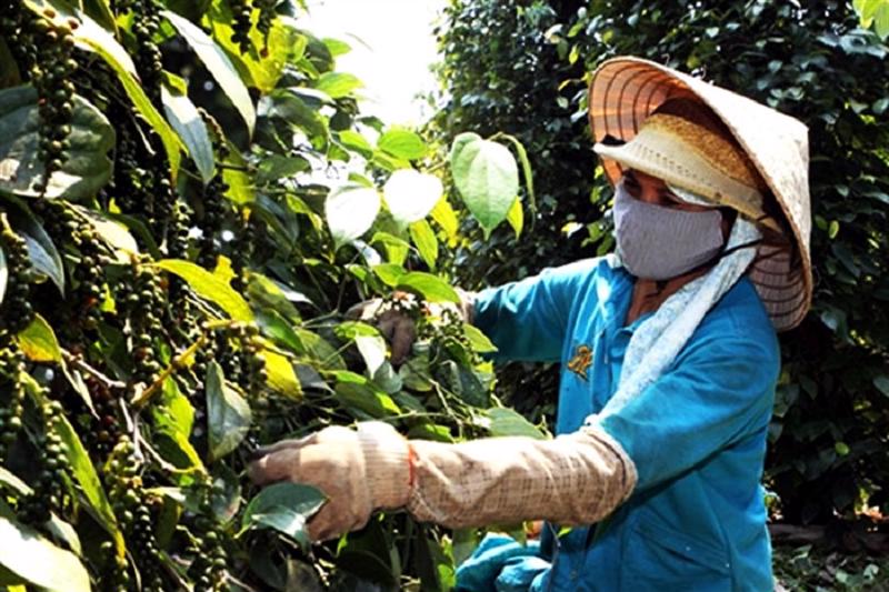 Vietnam - top global peppercorn exporter