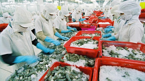 Shrimp exports to Australia enjoy 62 rise