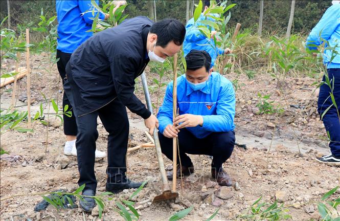 Nearly 370,000 trees of all kinds planted in Bac Ninh province