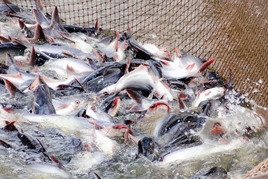 Pangasius exports to ASEAN rise by 87