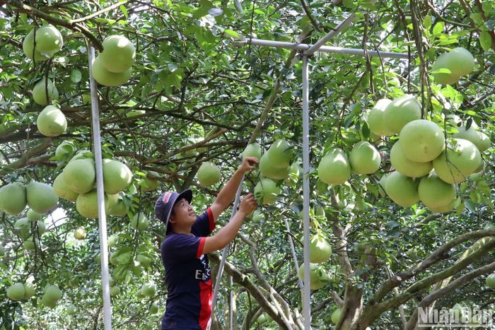 Traditional grapefruit village serves lunar New Year Festival