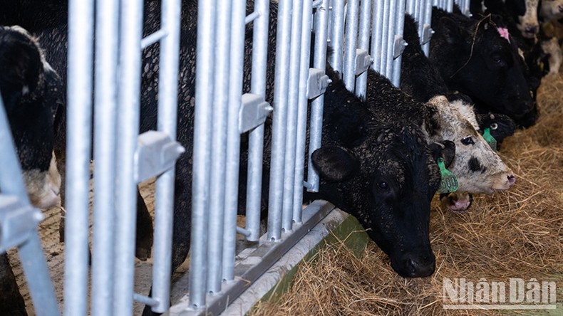 TH-RUS welcomes nearly 2,400 milch cows to new farm in Kaluga