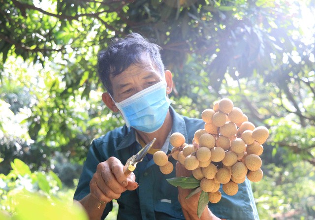 Vietnam’s first batch of fresh longans exported to Japan