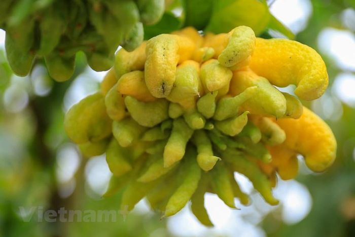 Buddha’s Hands Cultivation Village bustles with the Tet harvest