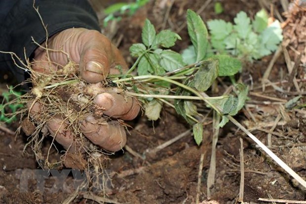 Kon Tum strives to have 10,000 hectares of Ngoc Linh ginseng by 2030