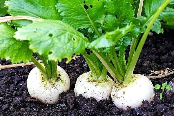 Vietnamese province’s radish exported to Japanese market for first time