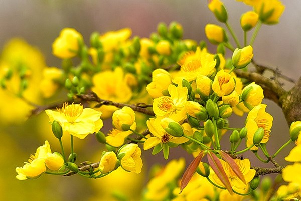 Yellow apricot blossom – flower of traditional Tet