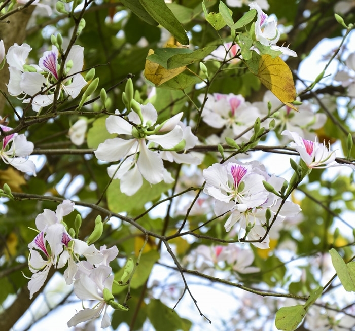 7th bauhinia flower festival to take place in March