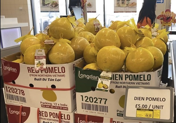Vietnam exports first batch of ‘Dien’ pomelos to UK