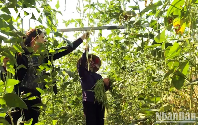 Lao Cai exports salted cowpeas to Japan for the first time