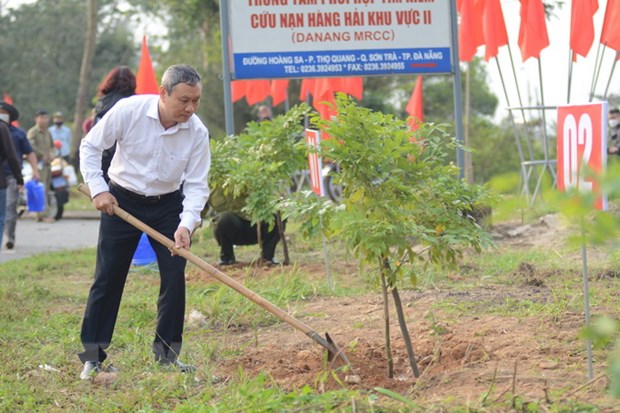 Da Nang plants 900 Than Mat trees along road to Son Tra Peninsula
