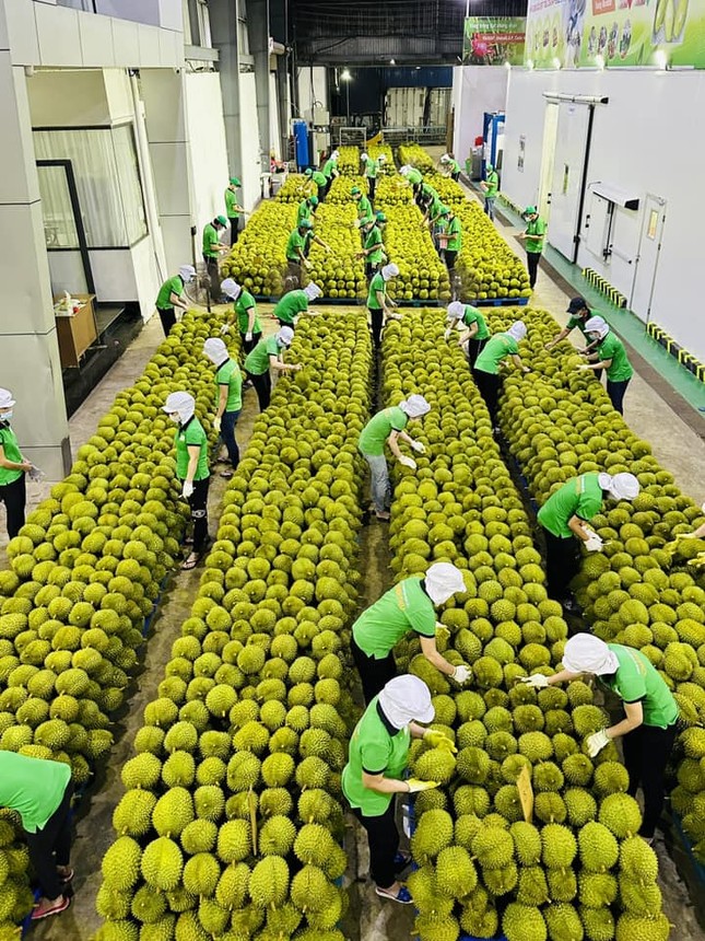 Vietnamese durian set to bag 1 billion USD this year