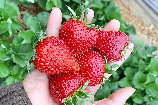 Vietnam and RoK businesses boost trade of agricultural products