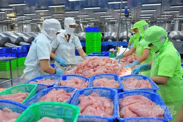 Chinese firm begins to purchase Vietnamese tra fish