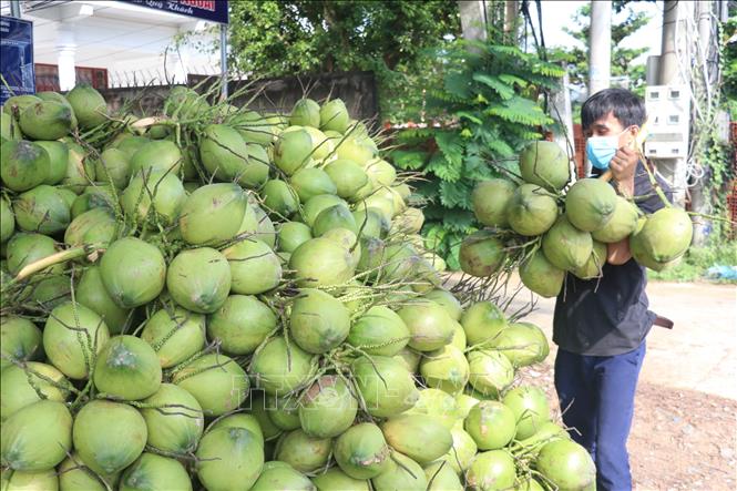 Vietnam expects to earn 1 billion USD from coconut product exports in 2023