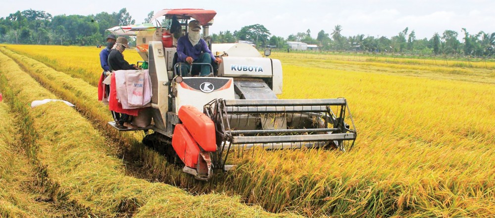 Vietnam’s rice export prices reach highest in Asia this week