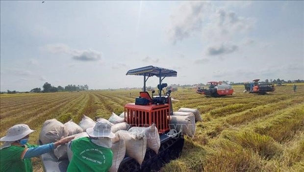 Vietnam rice exports increase by 19 in Q1