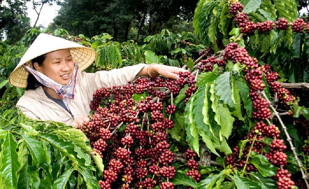 Vietnam exports over 210 thousand tonnes of coffee in March