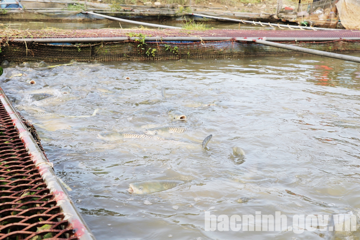 Bac Ninh Total seafood production estimated at 11,000 tons in first quarter