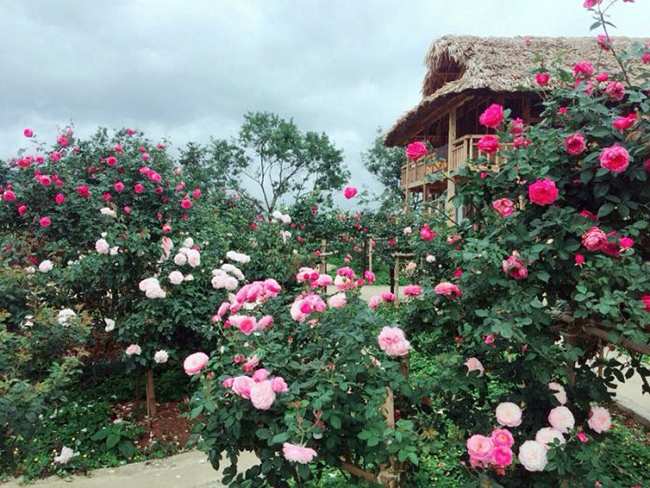 Rose festival to be held in Sa Pa