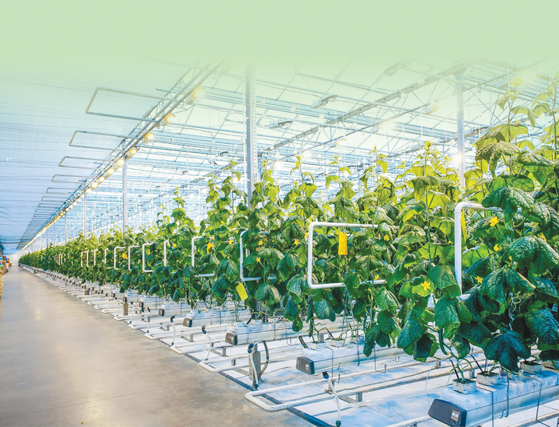 Enterprises invest USD9 billion in green growth