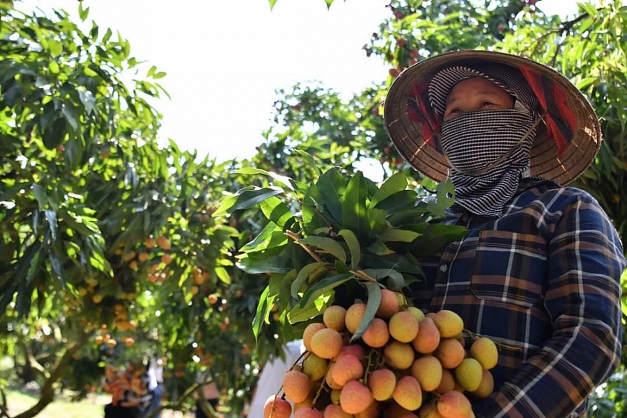 Hundreds of Chinese traders plan to buy Vietnamese lychees