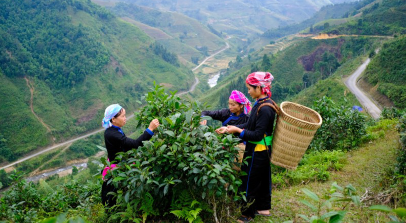 Vietnamese ancient tea finds foothold in US and Europe