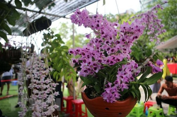 Hundreds of orchid species to be introduced at Da Nang festival