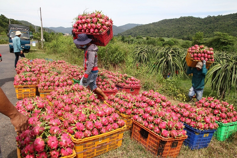 Vegetable and fruit exports earn over USD1 8 billion in 5 months